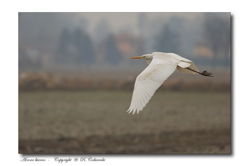 Airone bianco maggiore - Casmerodius albus